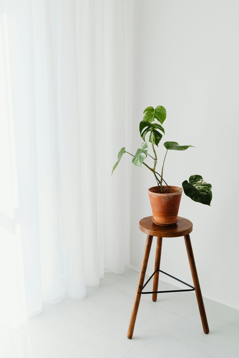 Indoor Plants Arrangement