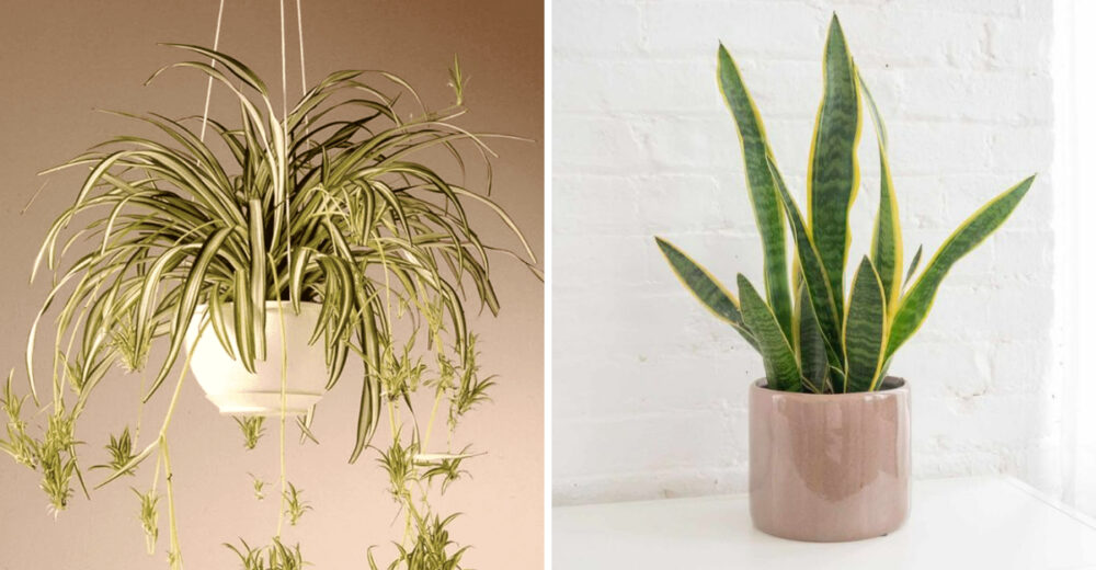 Indoor Plants That Instantly Brighten Florida Kitchens This Fall 1 - Decor Hint