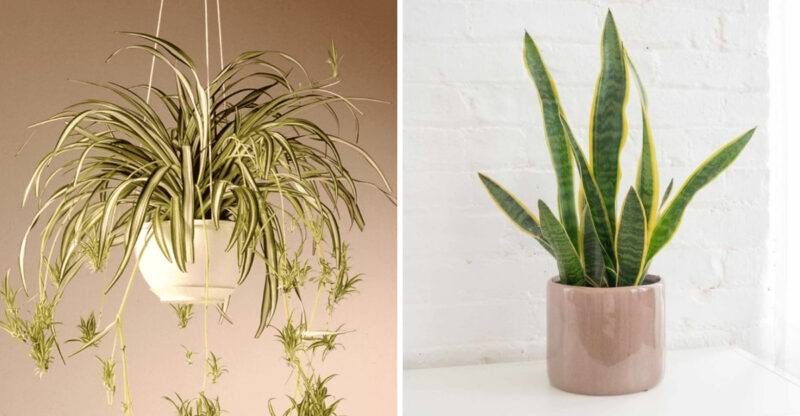 Indoor Plants That Instantly Brighten Florida Kitchens This Fall