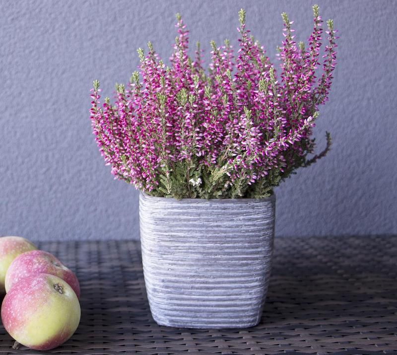 Heather Stems In Clay Pots
