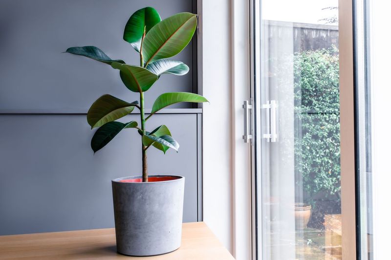 Rubber Plant: Dramatic Statement Maker