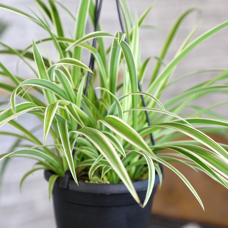 Spider Plant
