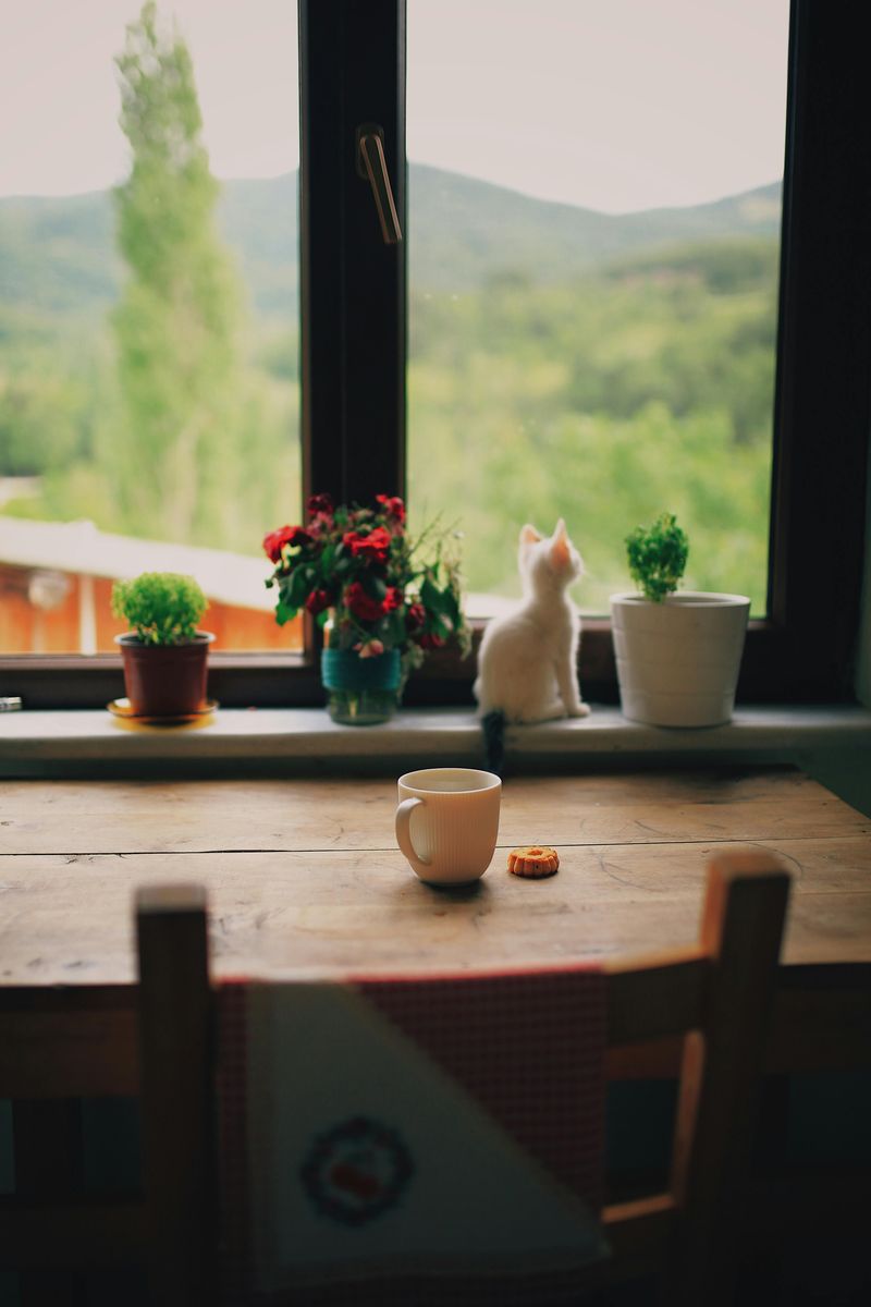 Grow Herbs On The Windowsill