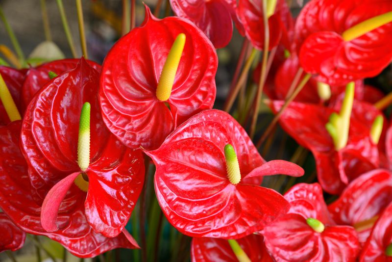 Anthurium