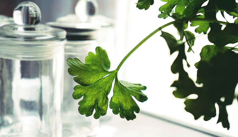 Grow Edibles, Shrink Grocery Bills