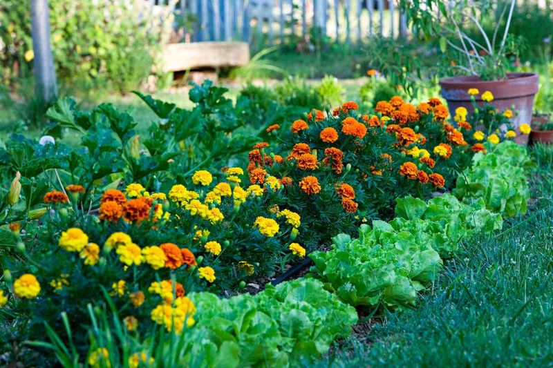 Marigolds: Natural Garden Protectors