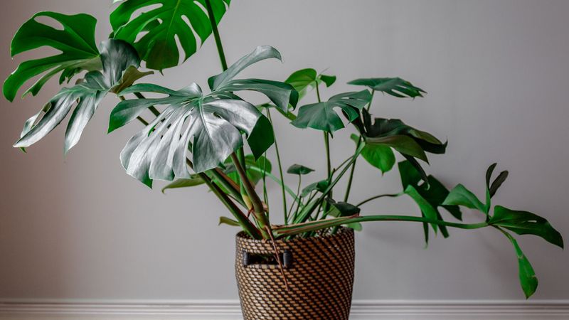 Corner Floor Plants In Woven Baskets