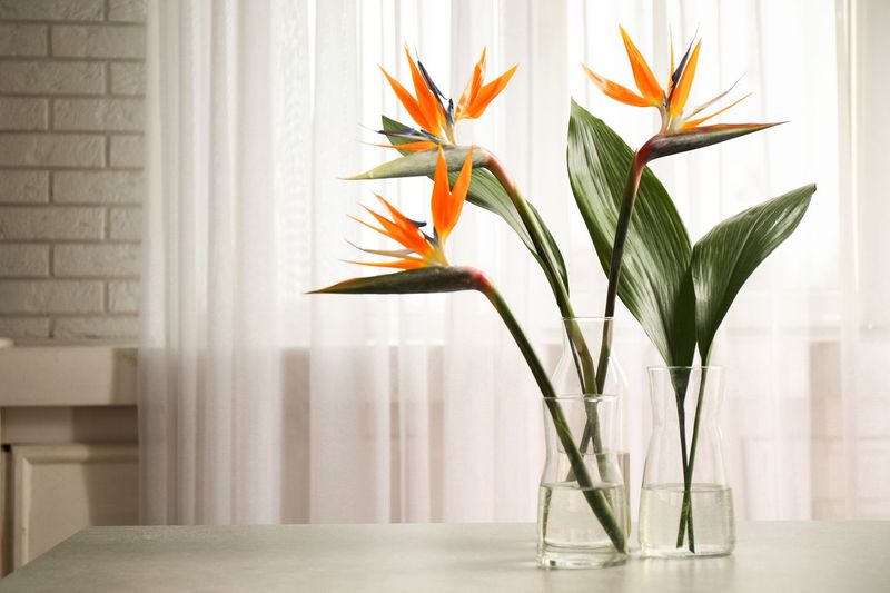 Bird Of Paradise