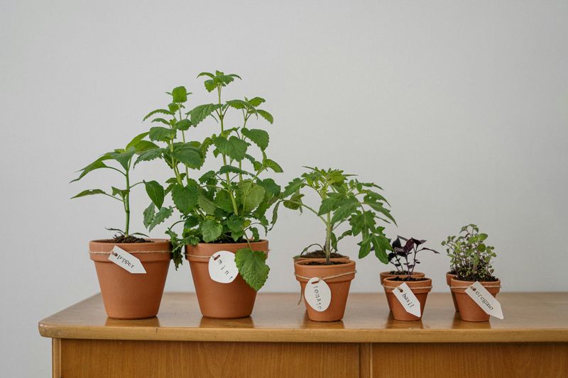Herbs Growing In Terra Cotta