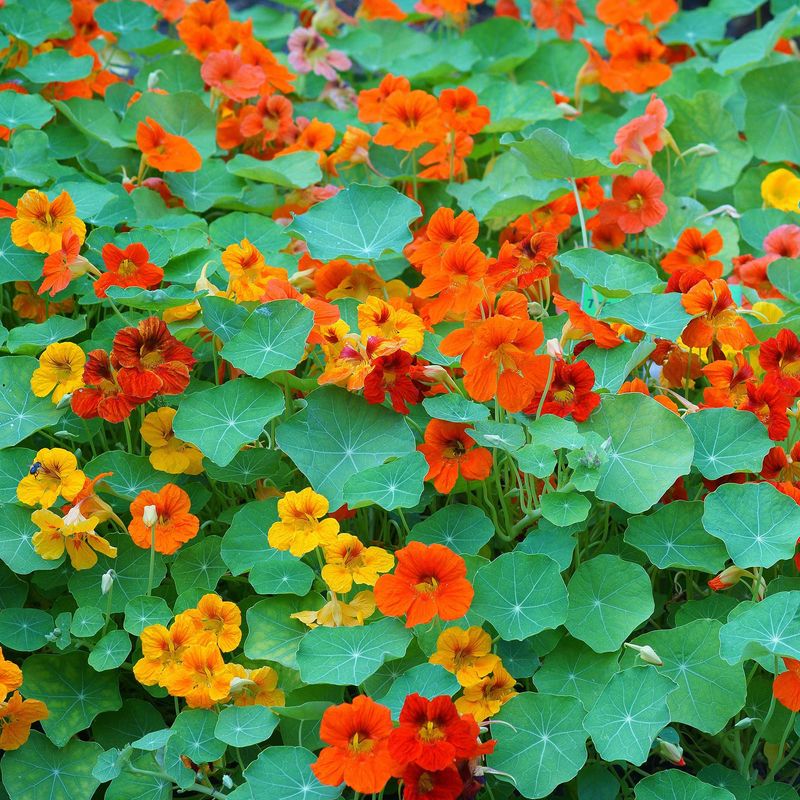 Nasturtiums: Edible Flowers for Brave Tasters