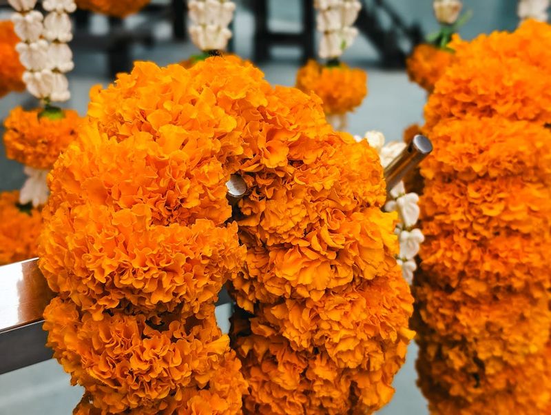 Moonlit Marigold Wreaths