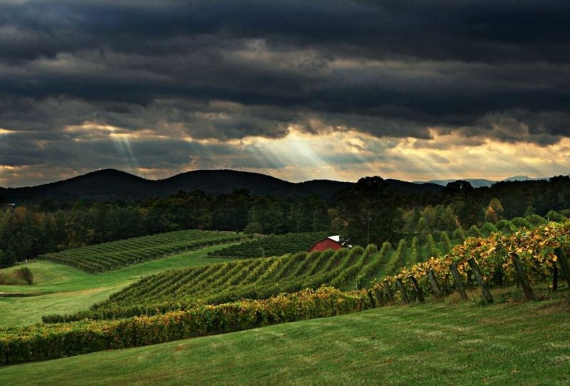 Wine Country Pumpkin Tour