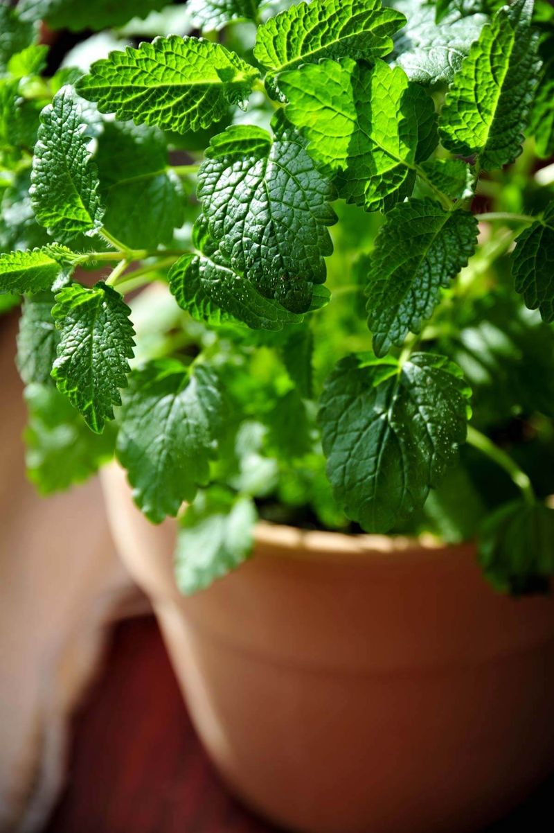 Lemon Balm: Calming Herb Garden Addition