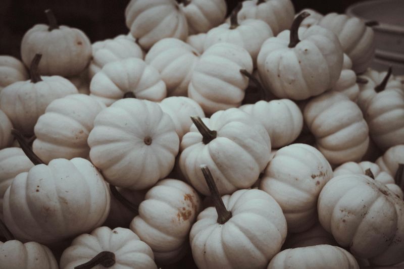 Textured White Pumpkins