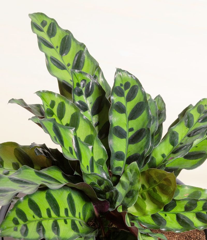 Calathea Rattlesnake (Calathea lancifolia)