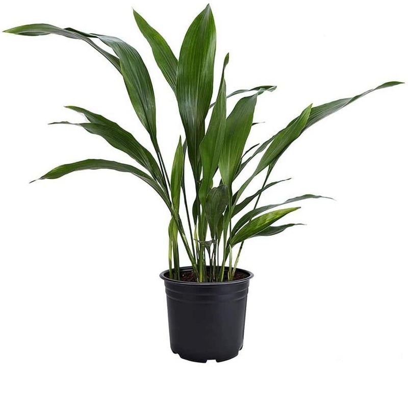 Cast Iron Plant (Aspidistra elatior)