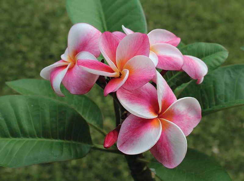 Plumeria