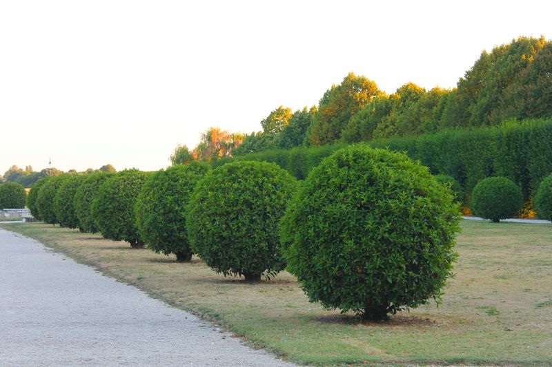 Details That Can Help A Yard Look Well-Maintained - Decor Hint Trimmed Shrubs With Intentional Shapes