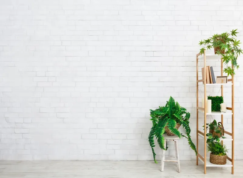 Houseplants On Tiered Plant Stands