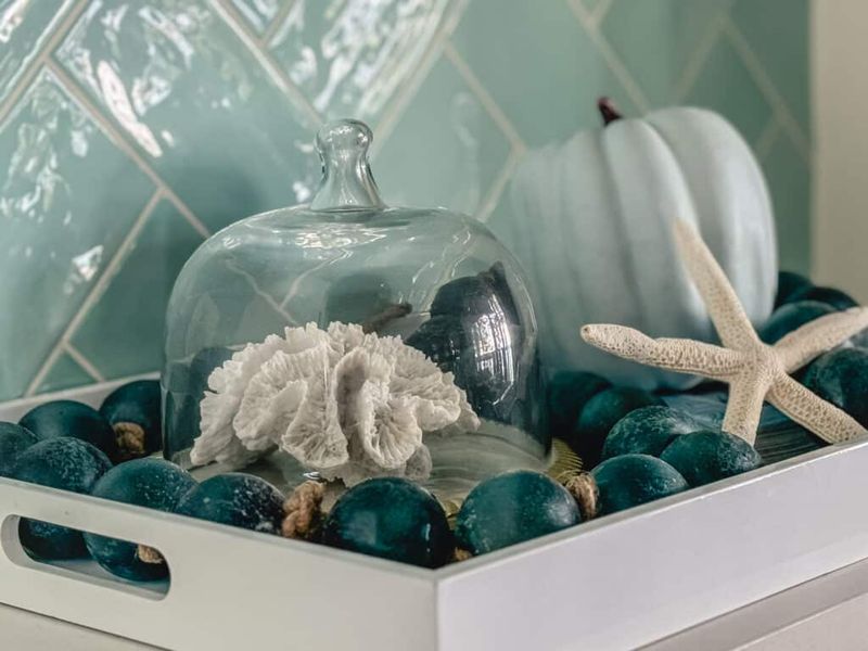 Seashell And Driftwood Displays