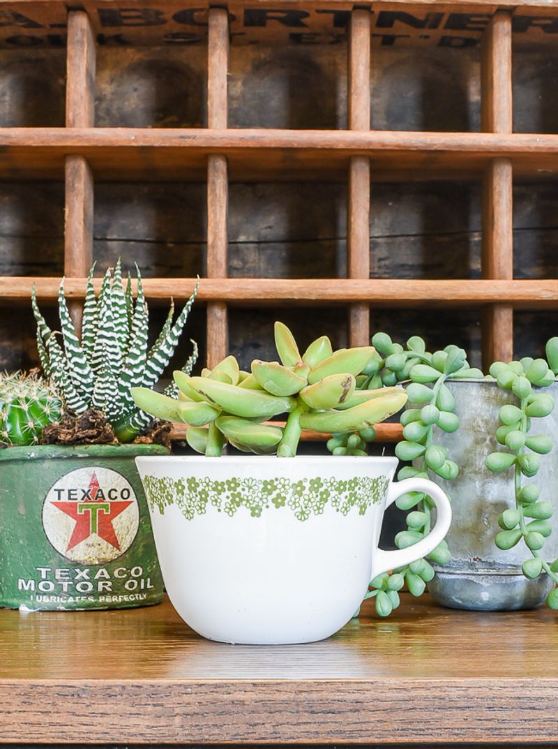 Vintage Teacup Succulents