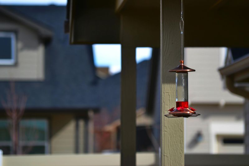 Poorly Placed Bird Feeders