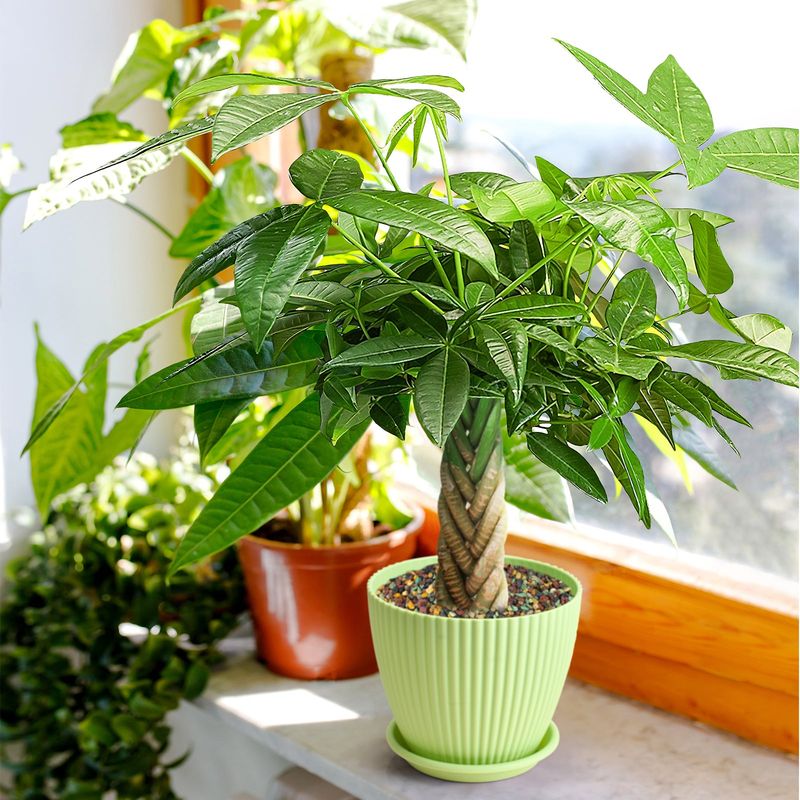 Money Tree