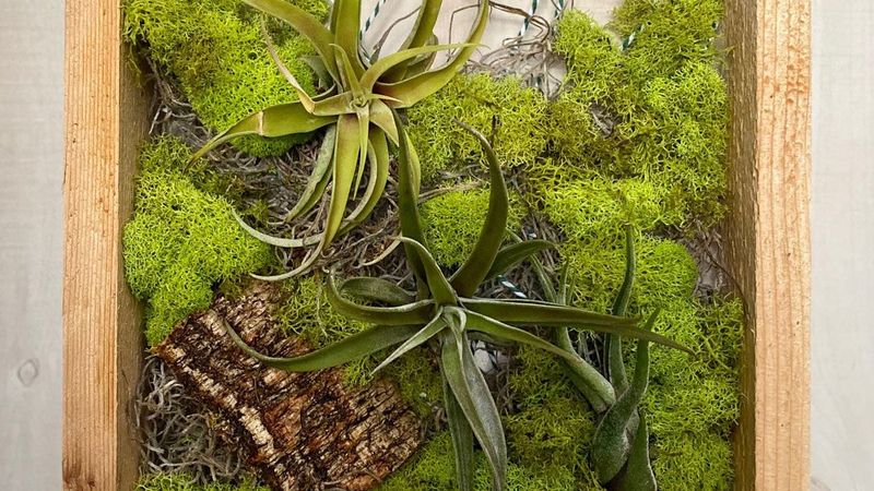 Air Plants In Wooden Wall Frames