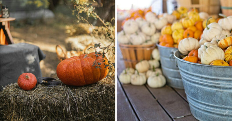 Outdoor Fall Decor Ideas With Plant Pots, Porch Signs, And More