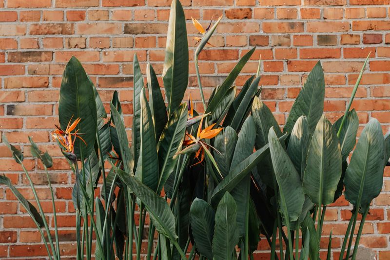 Heat-Trapping Garden Walls