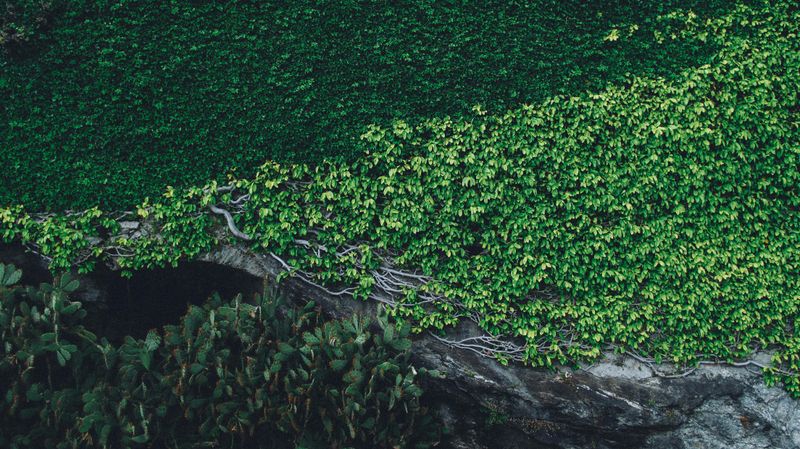 8 Garden Design Choices That Might Cause Problems And How To Address Them - Decor Hint Invasive Or Fast-Spreading Plants