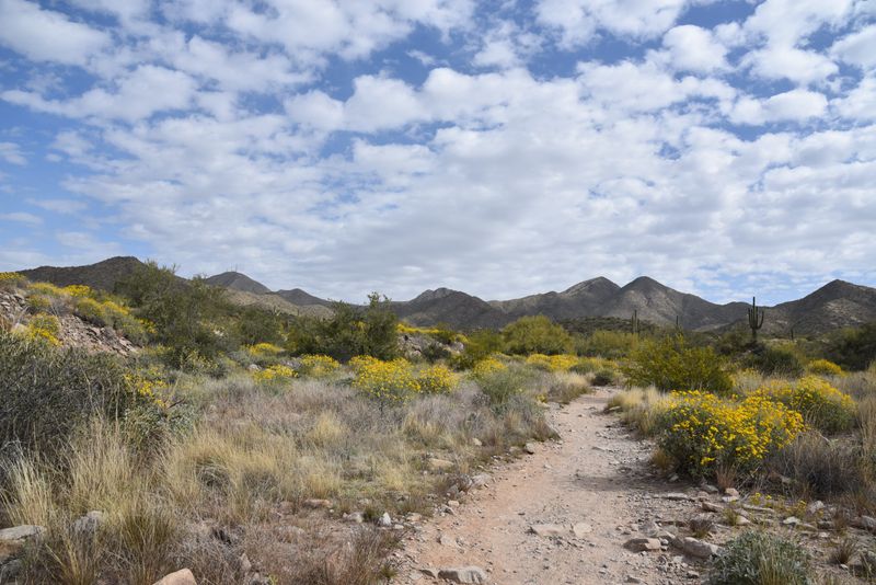 Lost Dog Wash Trail in McDowell Sonoran Preserve