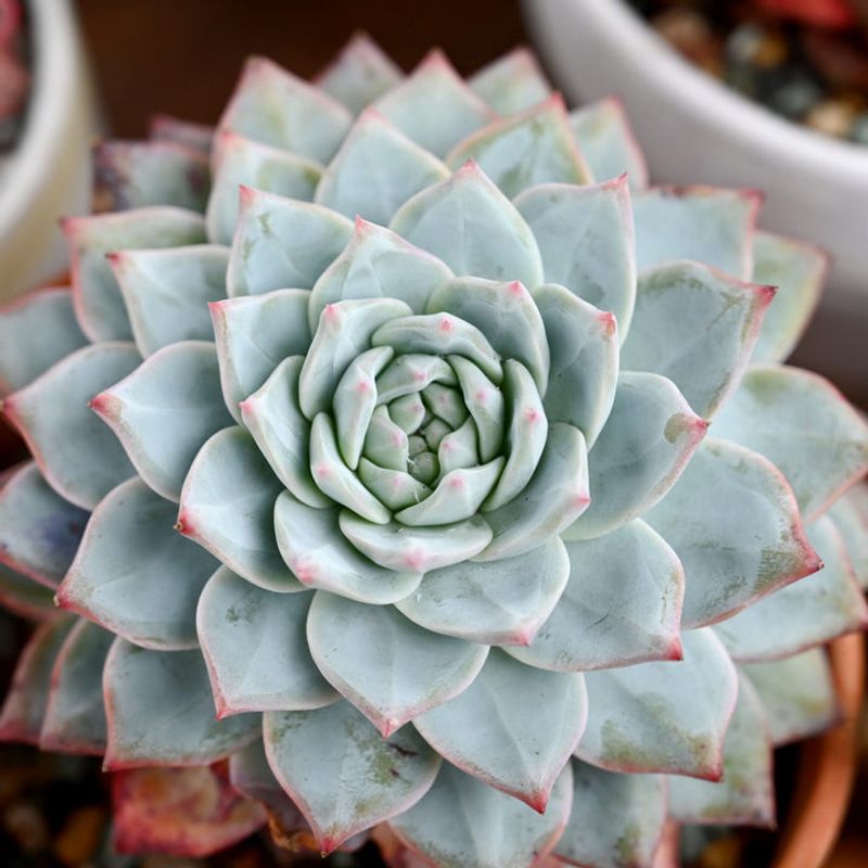 Echeveria