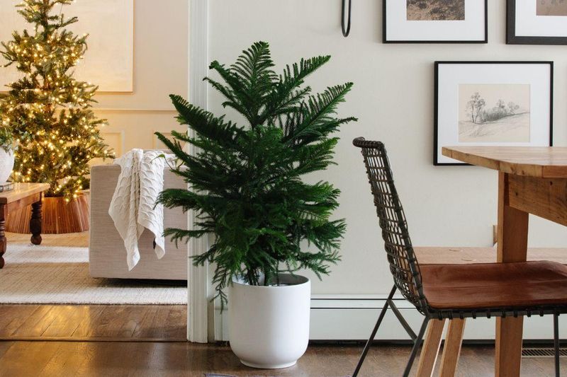 Norfolk Island Pine