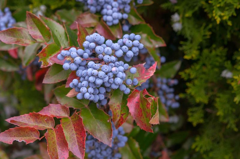 Seasonal Rotations With Native Oregon Plants