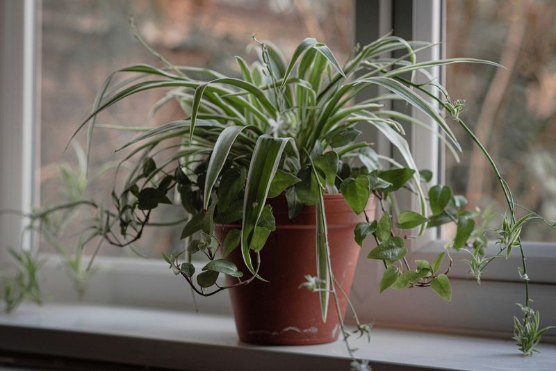 Spider Plant: The Air-Cleaning Champion