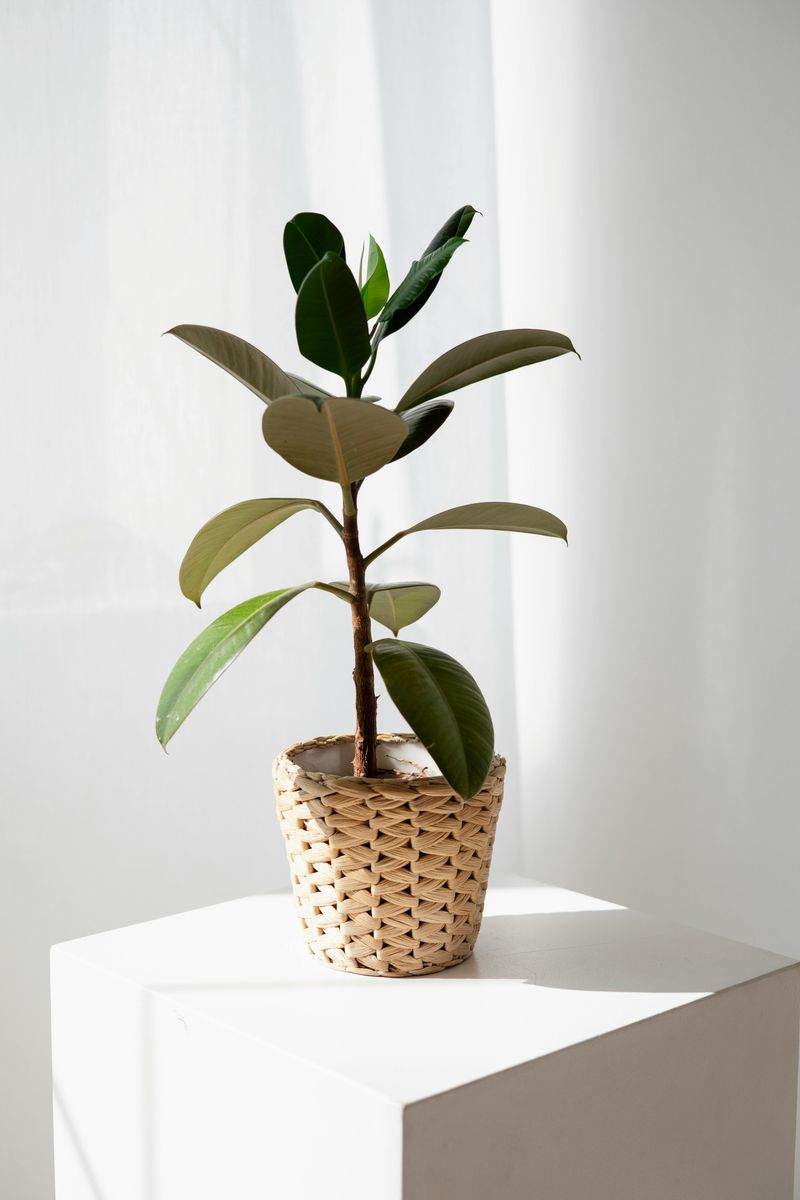 7 Houseplants To Avoid In Your Entryway - Decor Hint Rubber Plant Regrets