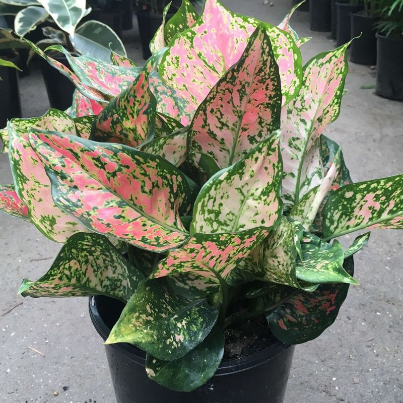 Chinese Evergreen (Aglaonema)