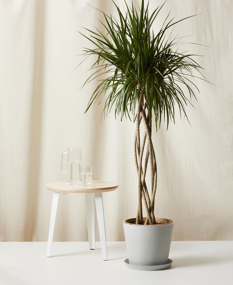 Dracaena Marginata (Dragon Tree)