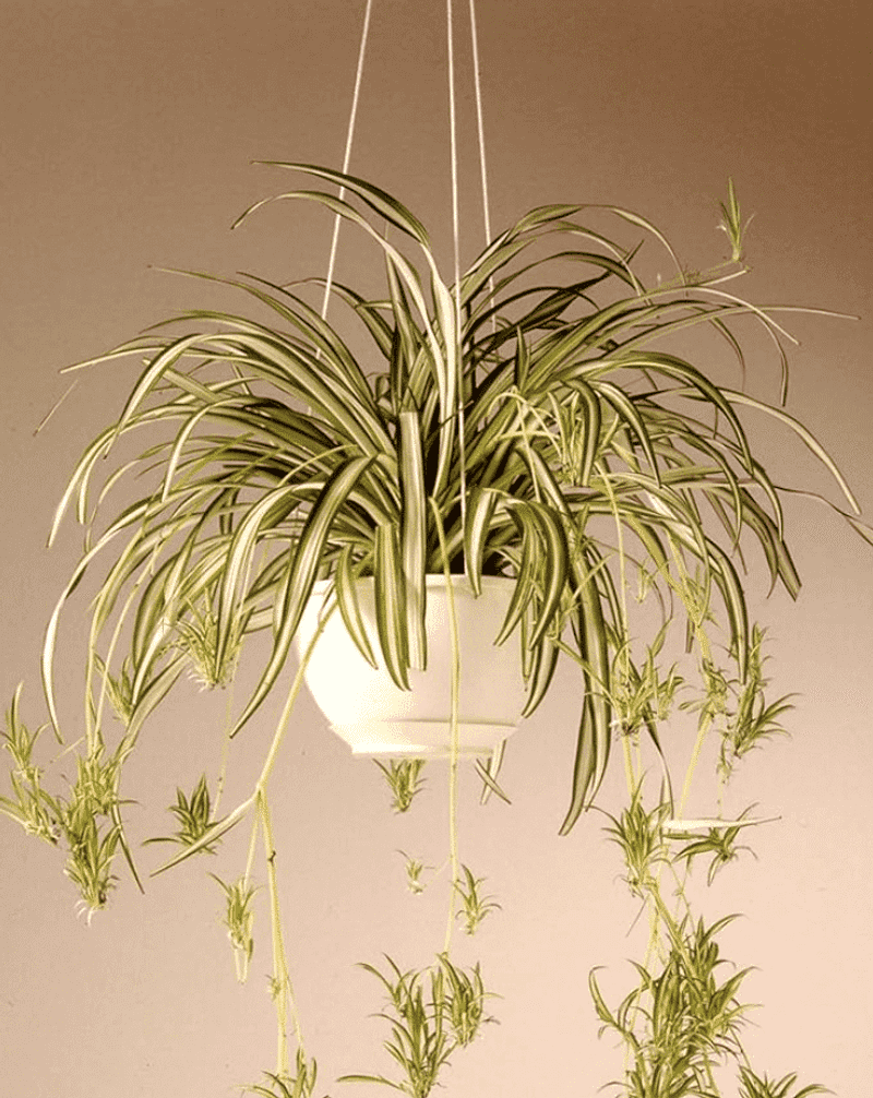 Spider Plant