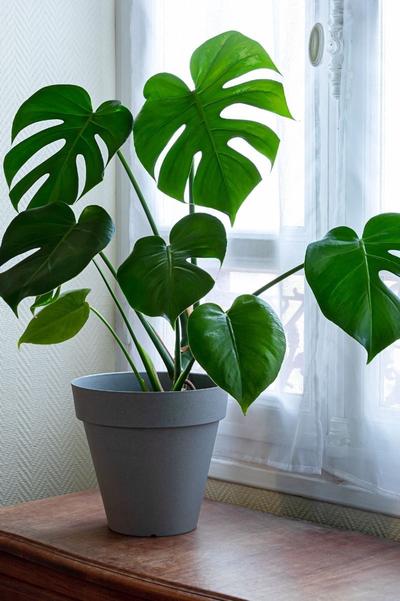 Monstera Deliciosa