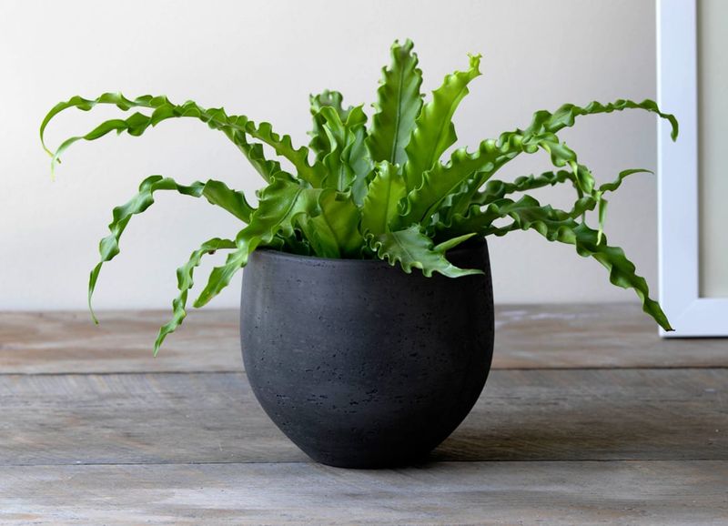 Bird's Nest Fern