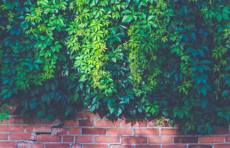 Vertical Gardens And Green Walls