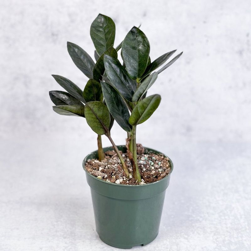ZZ Plant (Zamioculcas zamiifolia)