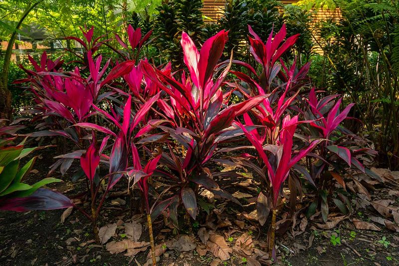 Ti Plant (Cordyline)