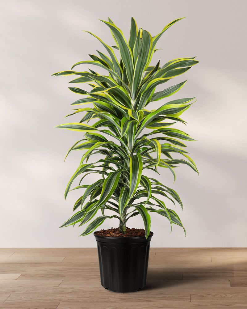 Dracaena