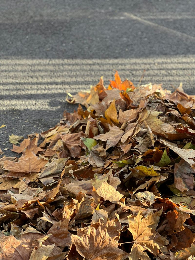 10 Elements That Could Instantly Make Your Backyard Seem Messy - Decor Hint Pile of Leaves