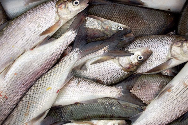 20 Favorite Foods You're Ruining By Storing In The Fridge, Michigan Style - Decor Hint Fresh Lake Michigan Whitefish