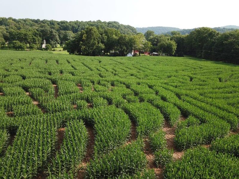 Corn Maze Train - Phillipsburg, NJ
