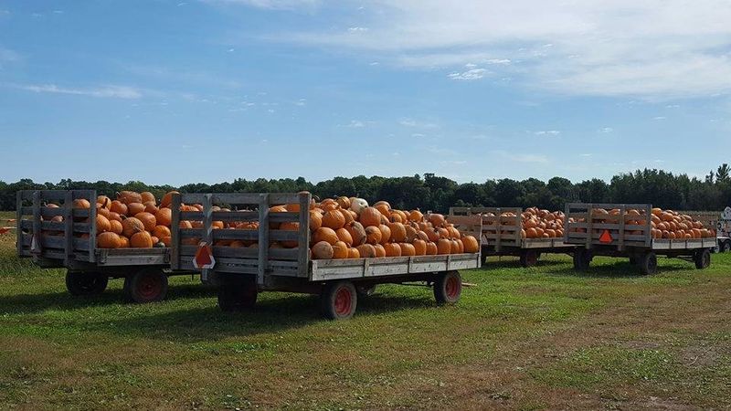 Lendt's Pumpkin Patch in Wyoming, MN